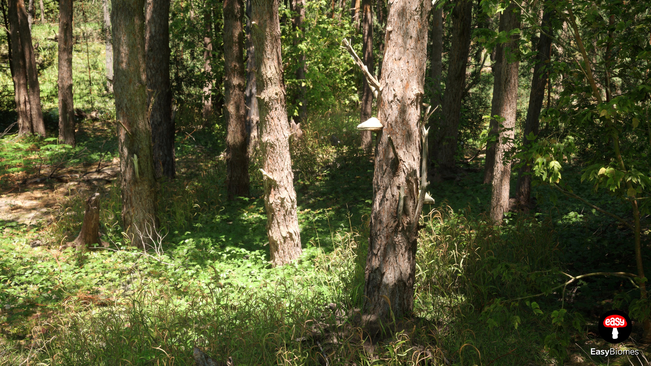 Media 1 for listing Pine Forest - PCG Biome