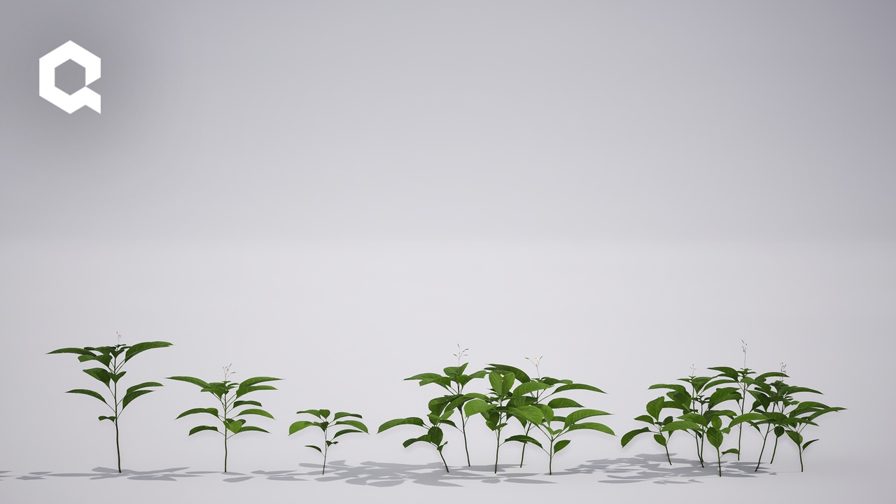 Media 1 for listing Megaplants: Small Balsam
