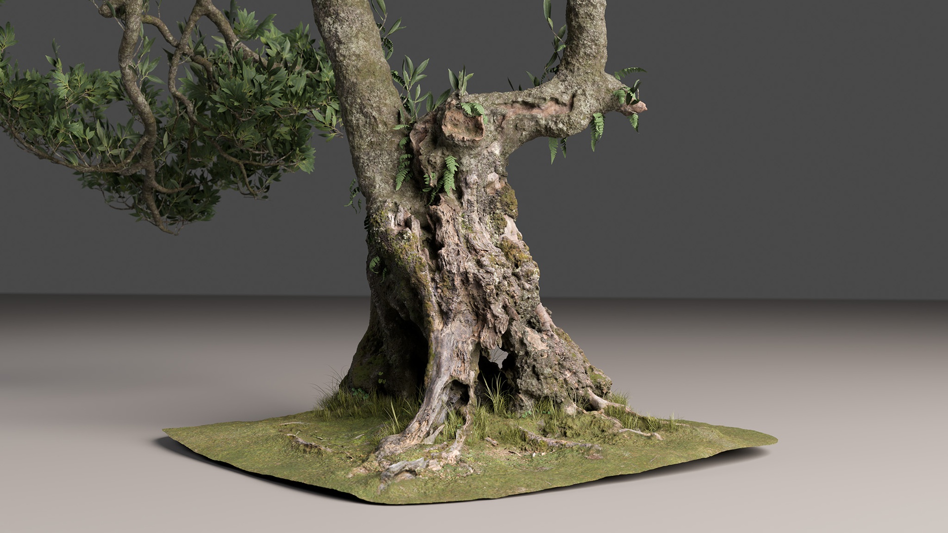 Media 1 for listing Fanal Forest Silver Laurel Tree