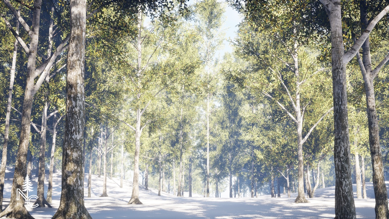 Media 1 for listing Realistic Silver Birch Tree Pack | Game Ready + PBR
