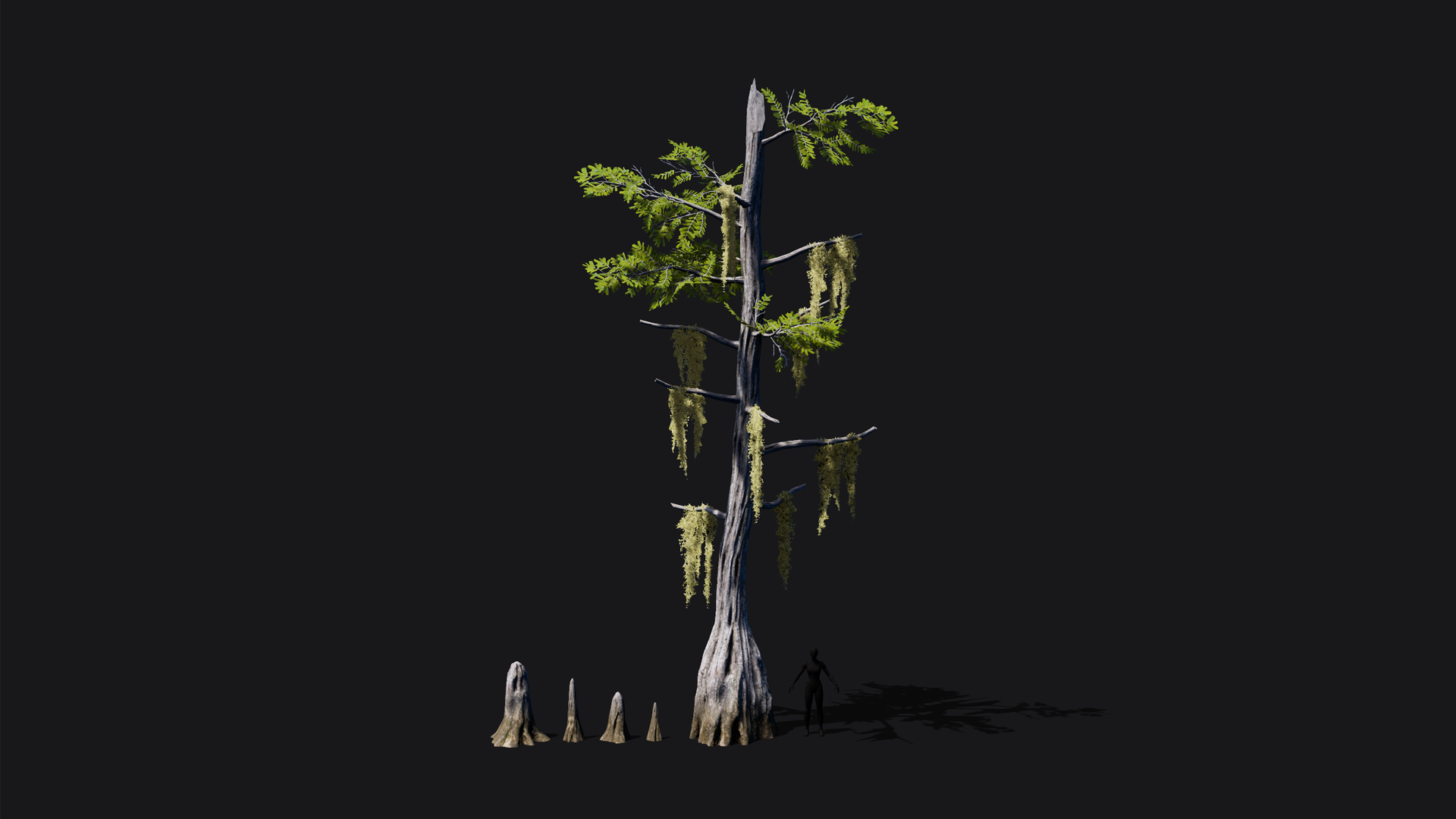 Mid Poly Asset Realistic mid poly Bald Cypress Tree | Fab