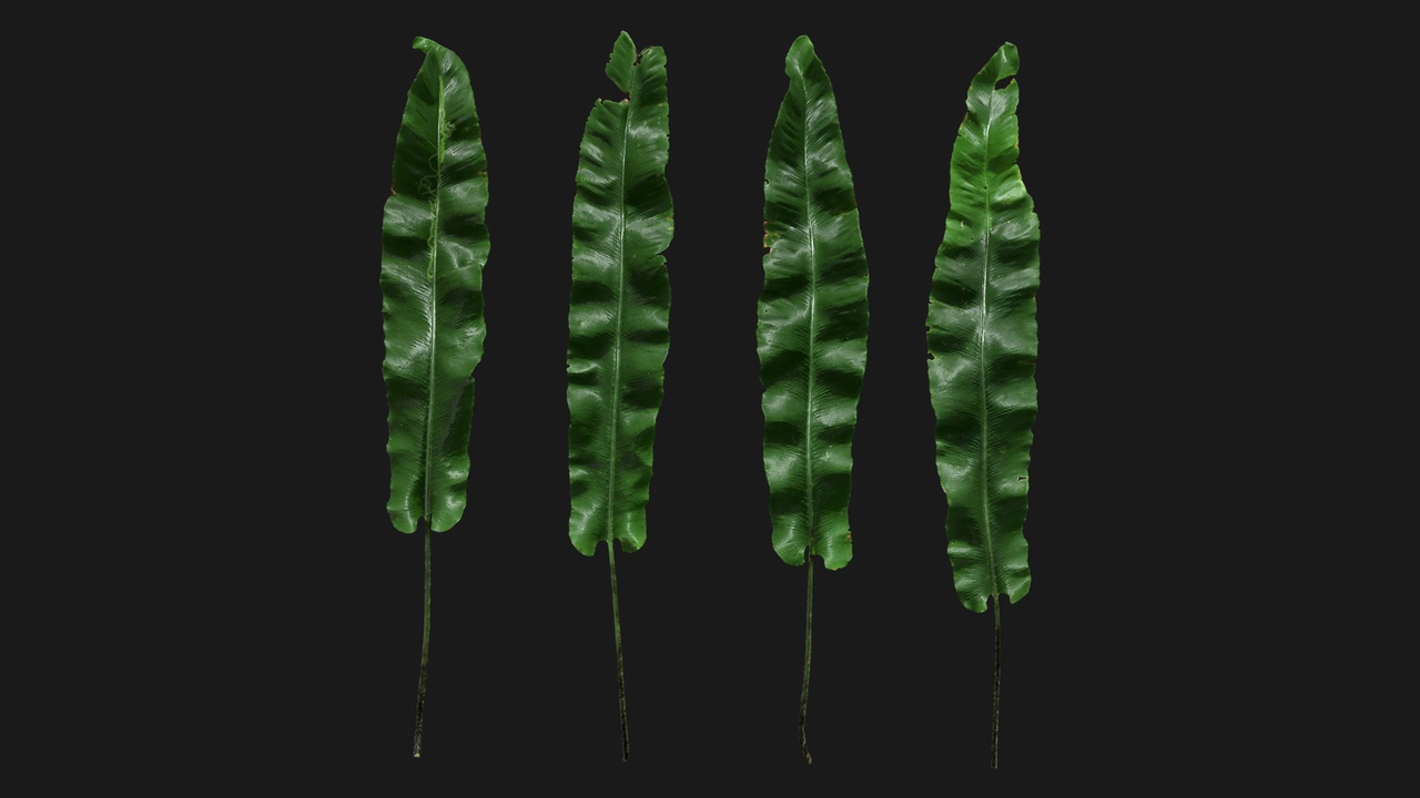 Media 1 for listing Bird's Nest Fern (gLKnxM)
