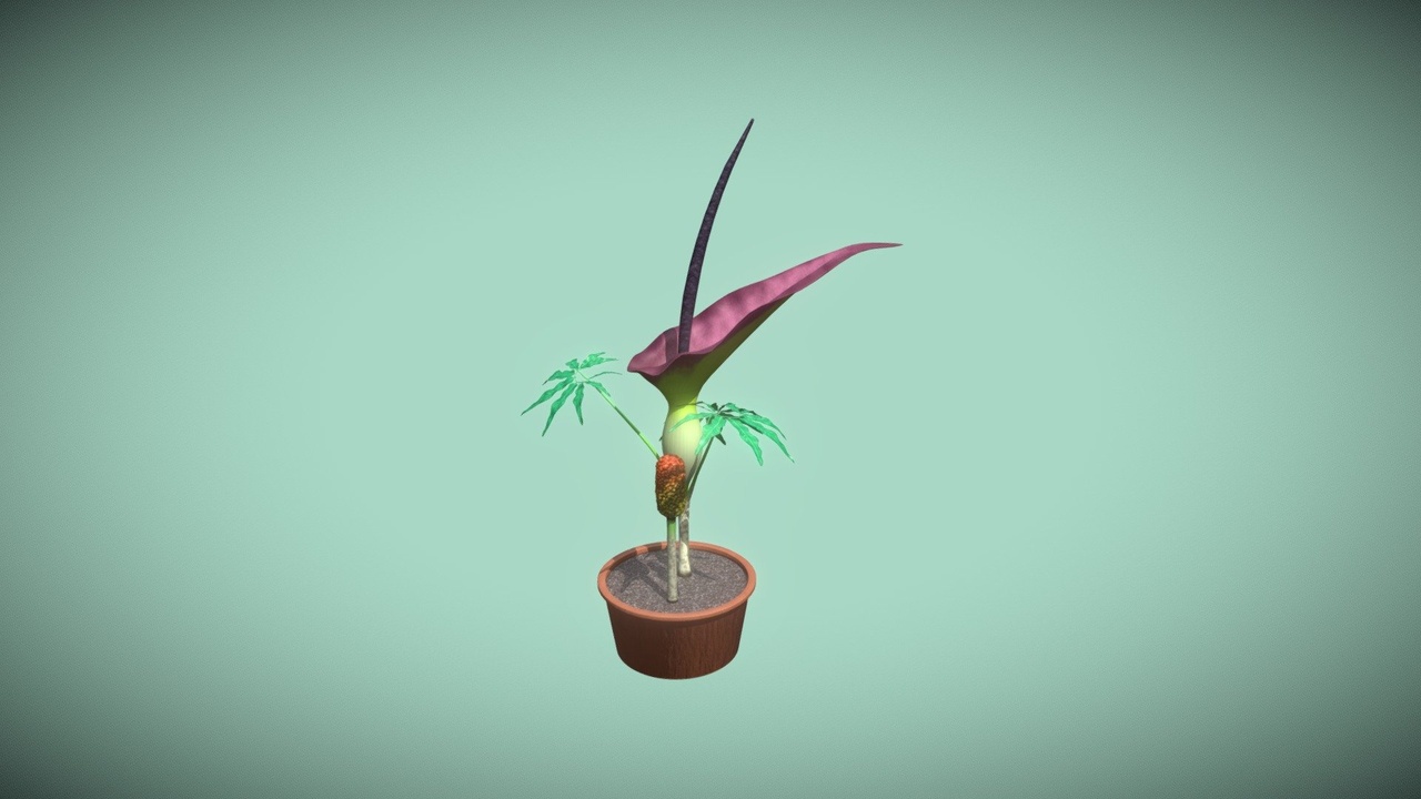 Media 1 for listing Dracunculus vulgaris