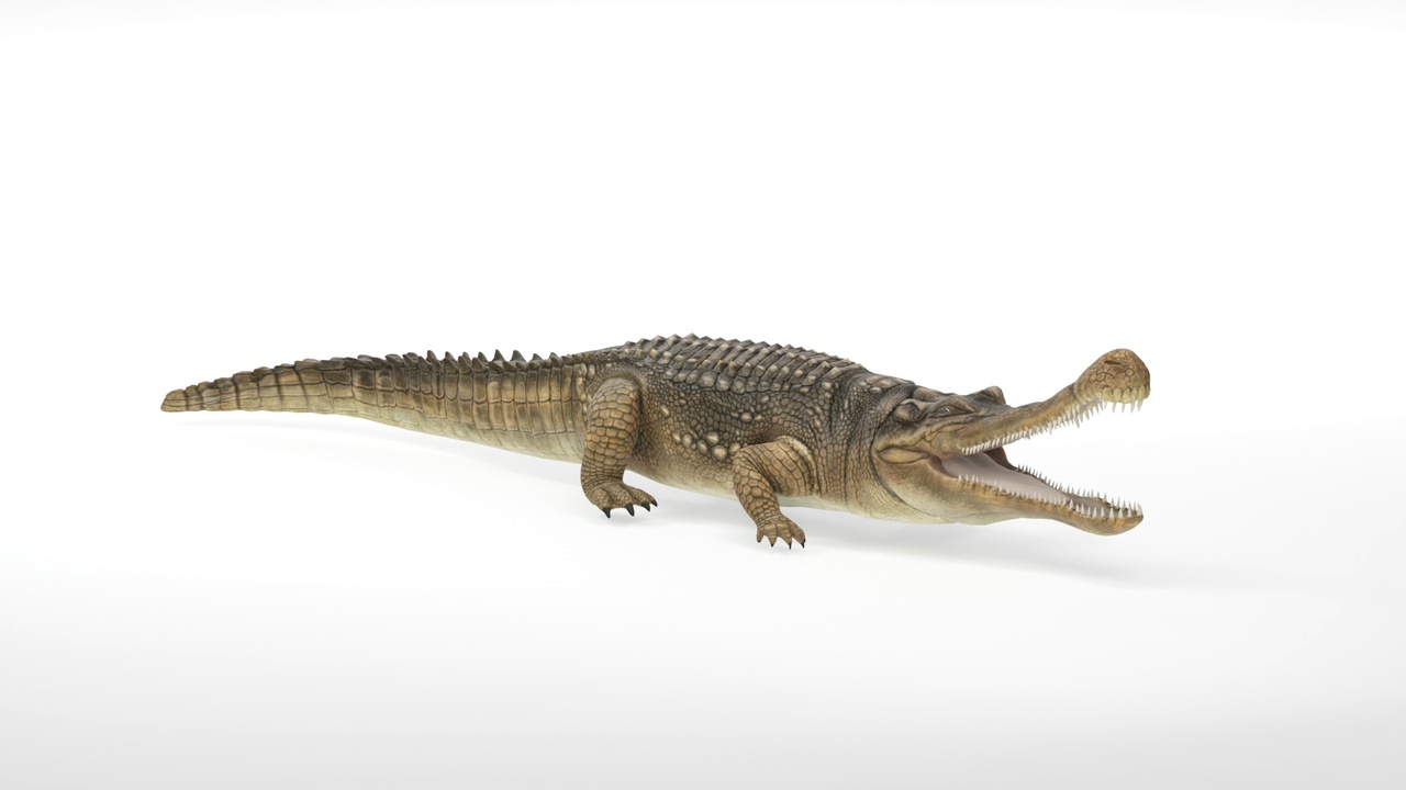 Media 1 for listing Realistic Prehistoric Sarcosuchus Crocodile