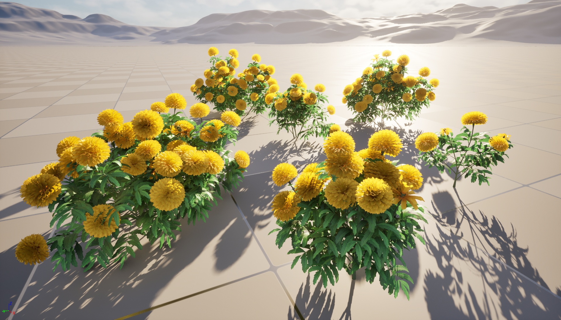 Media 1 for listing Nanite Wind Flower - Tagetes erecta - African marigold