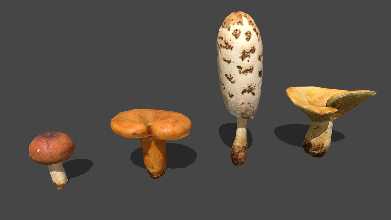 Media 1 for listing Mushroom 03_04_05_07