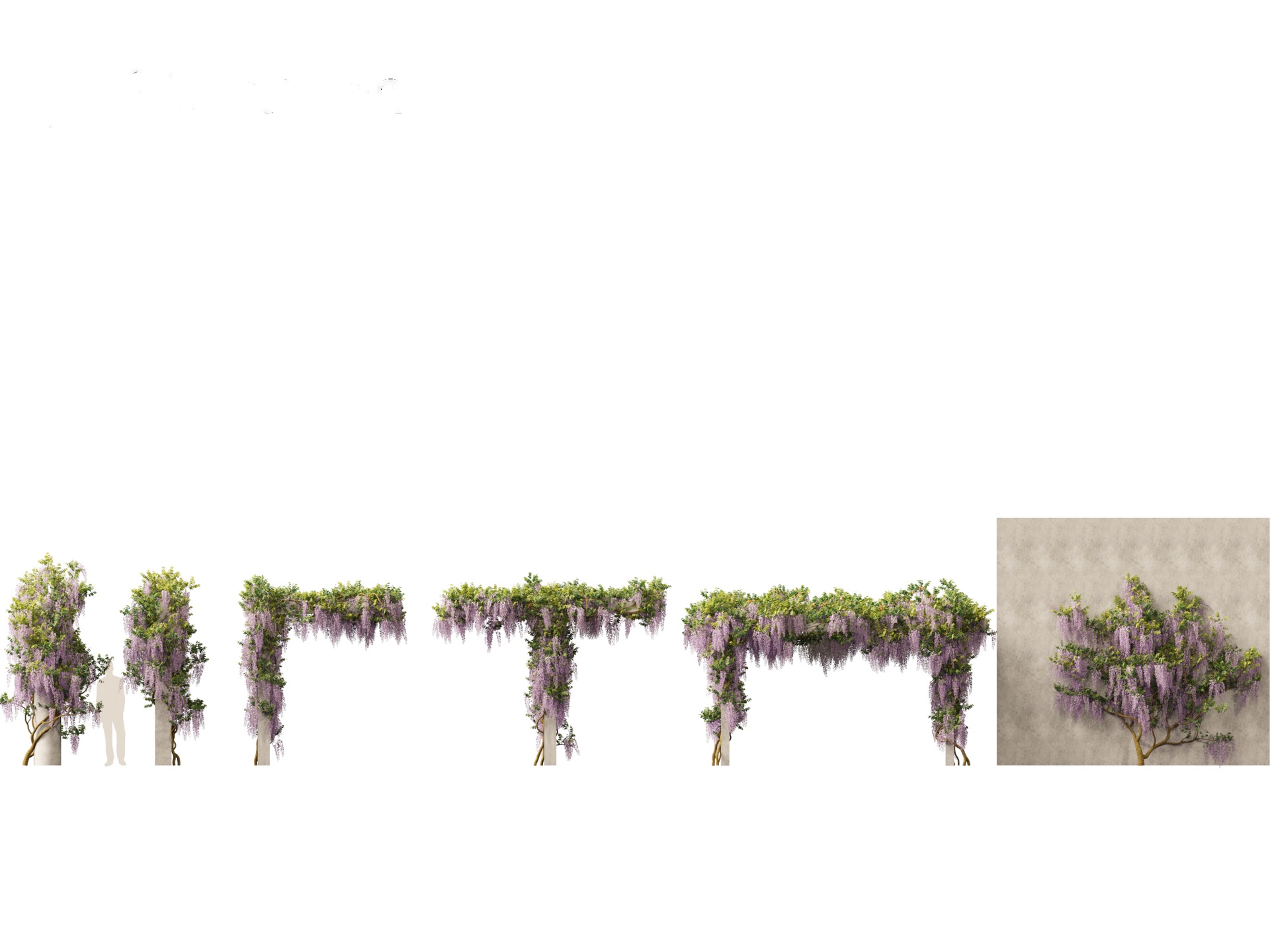Media 1 for listing Wisteria sinensis - Chinese wisteria 02