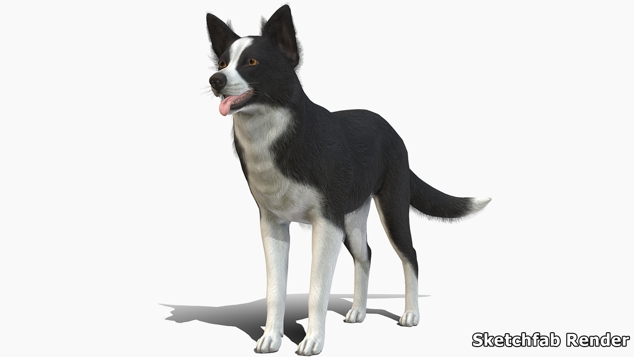 Media 1 for listing Dog - Border Collie