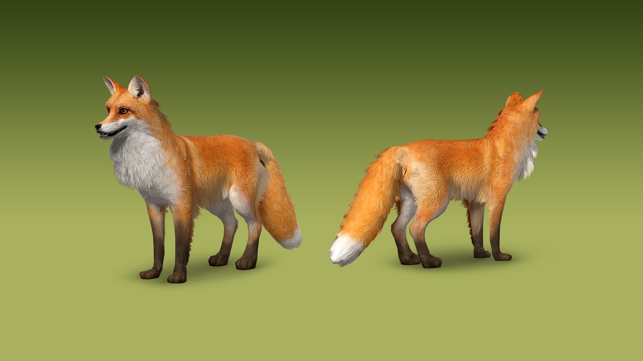 Media 1 for listing Realistic Red Fox 3D Model – Rigged Animated