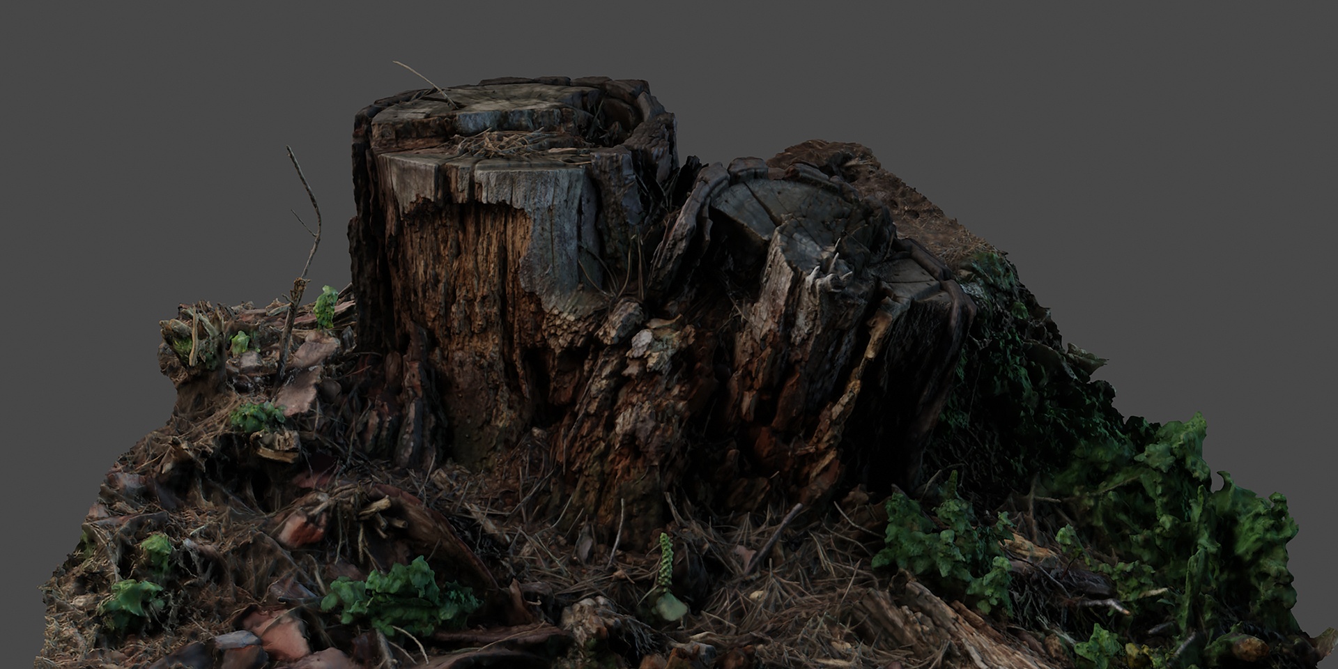 Media 1 for listing Ancient Forest Stump