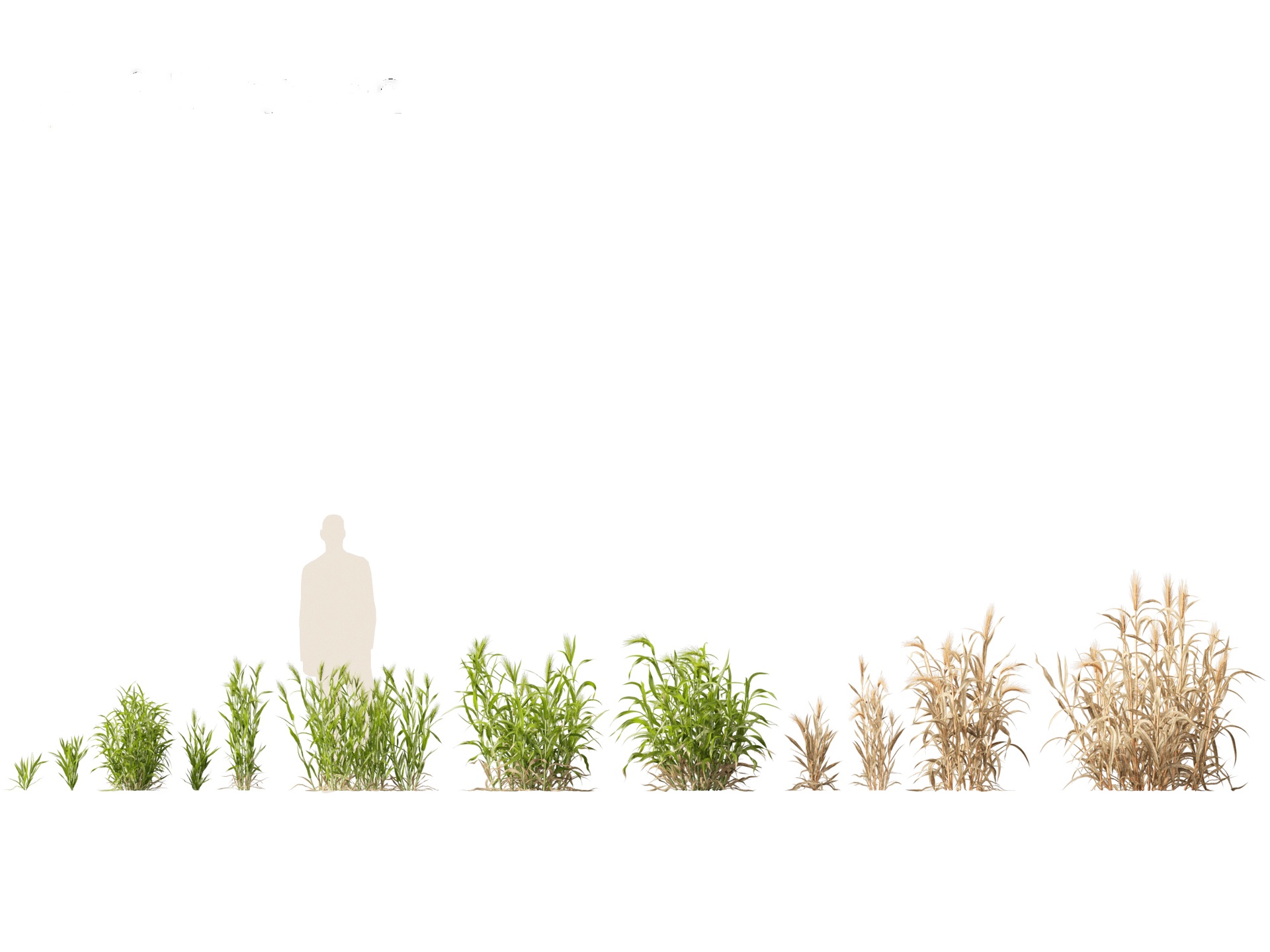 Media 1 for listing Hordeum - false barley