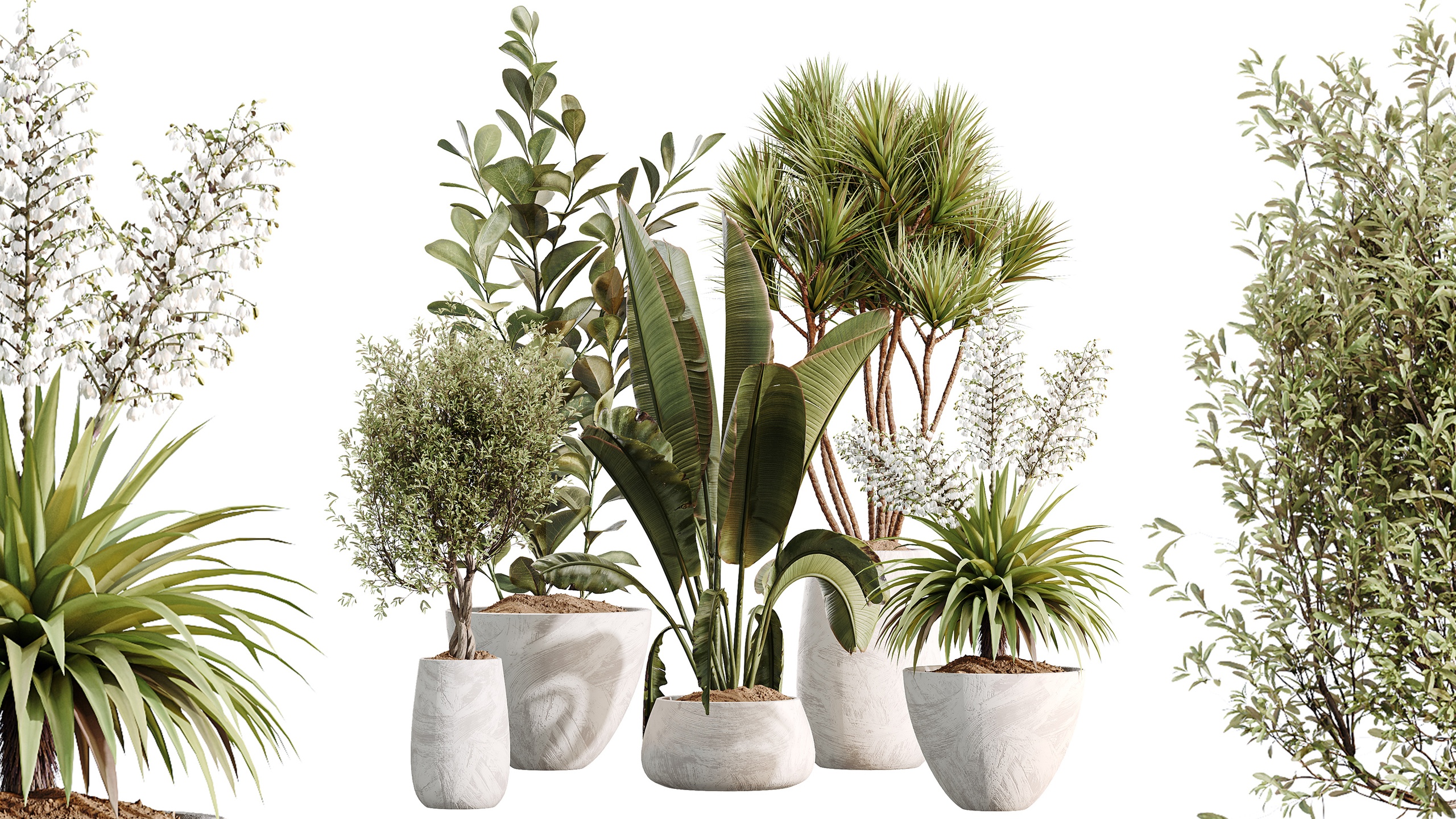 Media 1 for listing AV Indoor Plants Set 496 Yucca Banana Olive Ficus