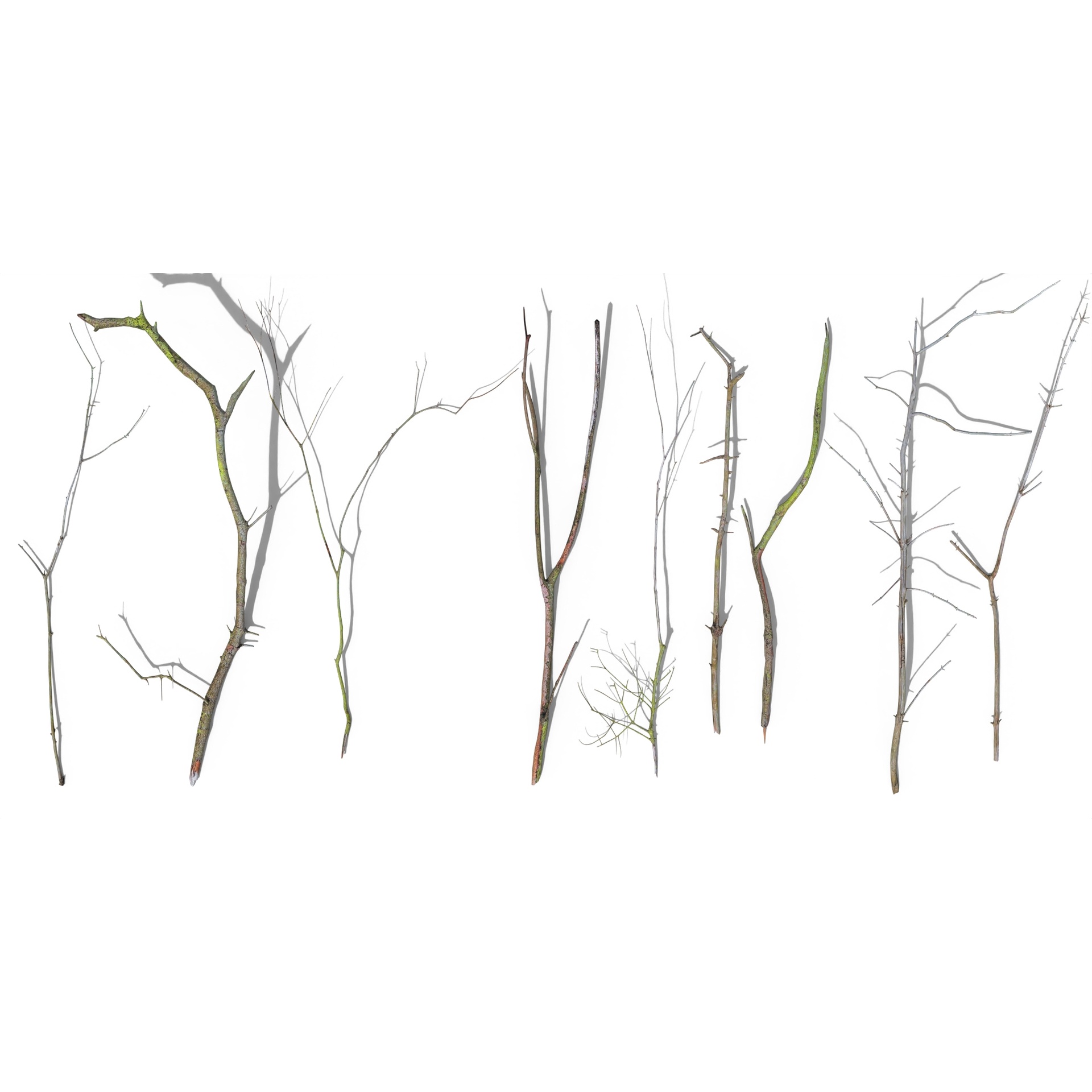 Media 1 for listing Spruce Twigs
