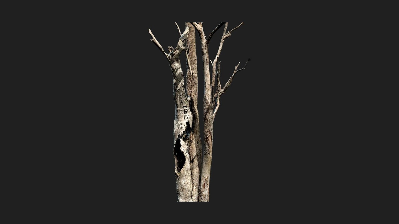 Media 1 for listing Dead Tree