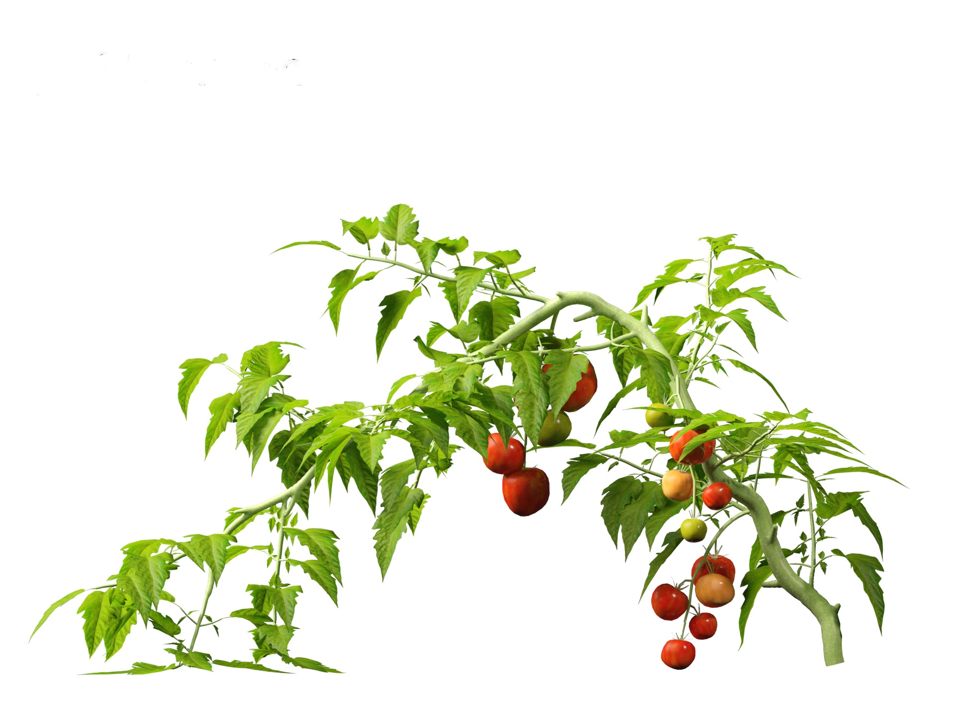 Media 1 for listing solanum lycopersicum - Tomato
