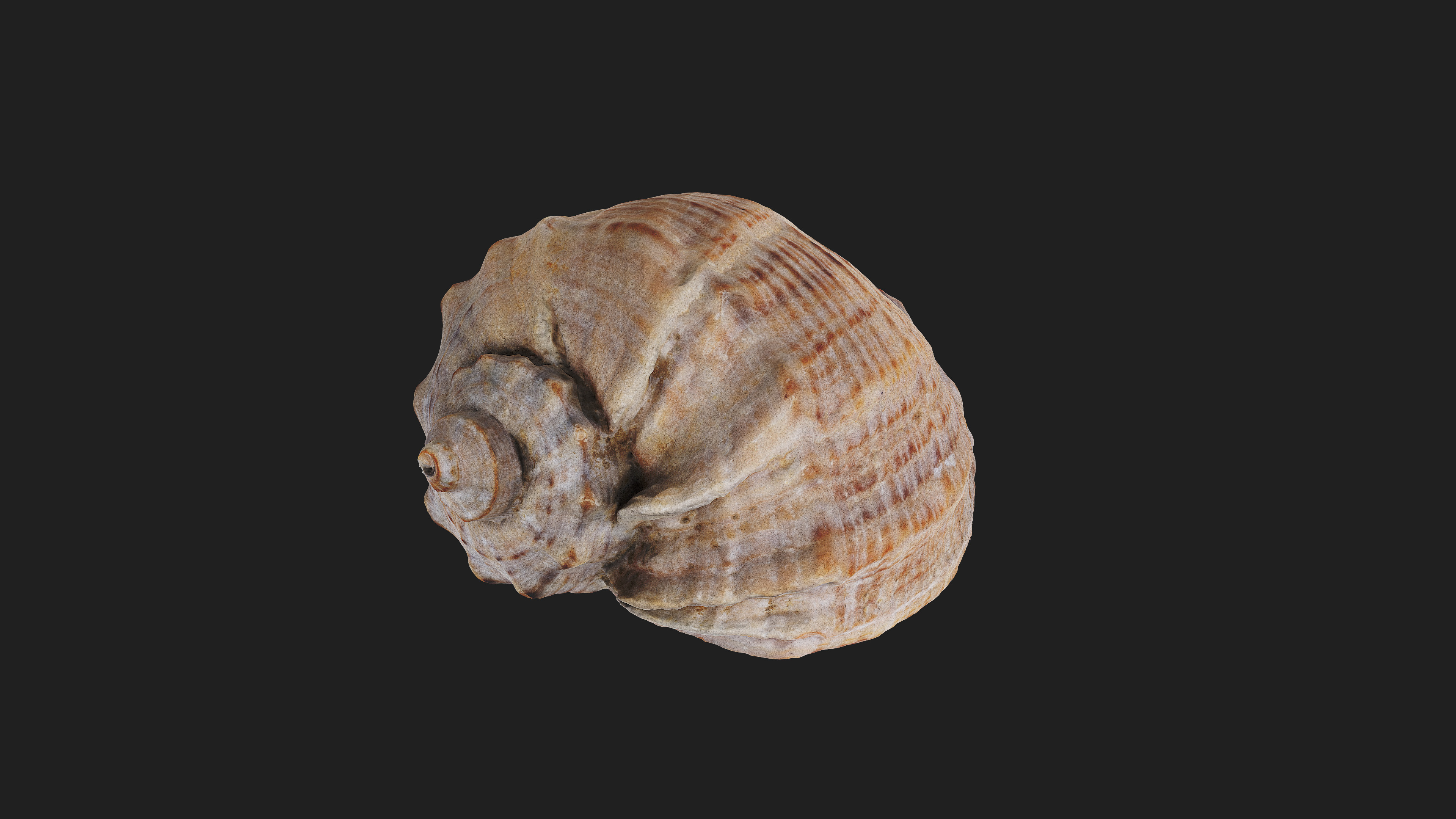 Shell | Fab