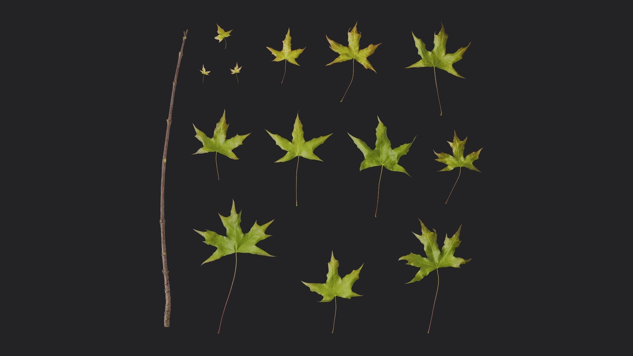 Media 1 for listing AD Acer saccharum Leaf 07