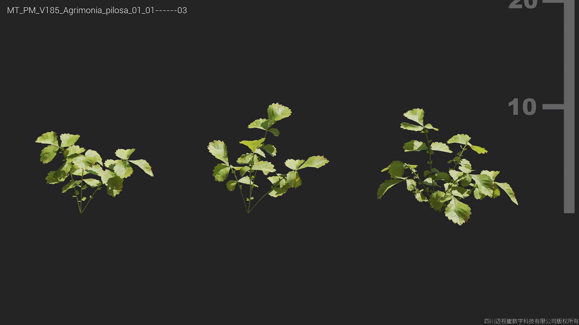Media 1 for listing V185 Agrimonia pilosa