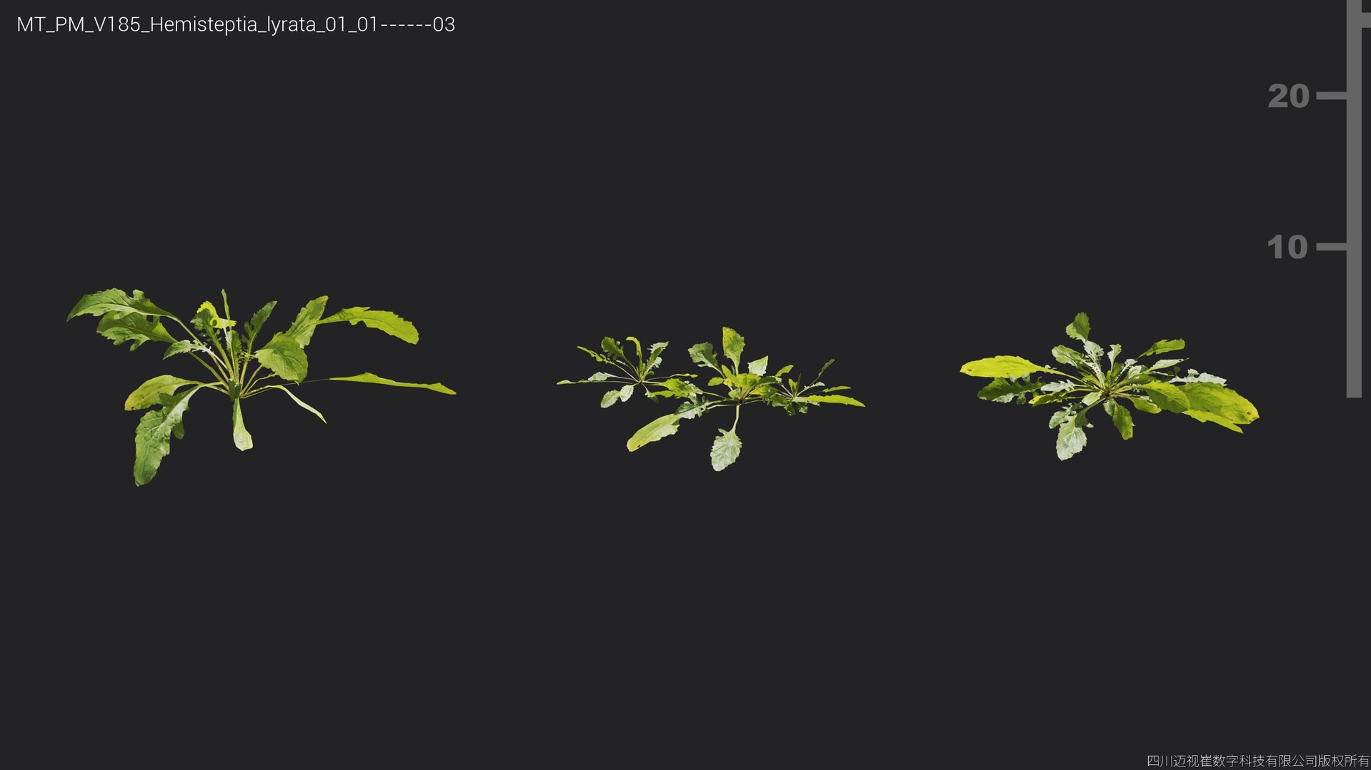 Media 1 for listing V185 Hemisteptia lyrata