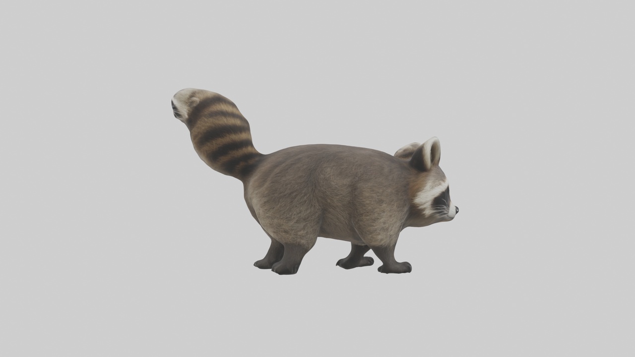 Realistic Raccoon Model | Fab