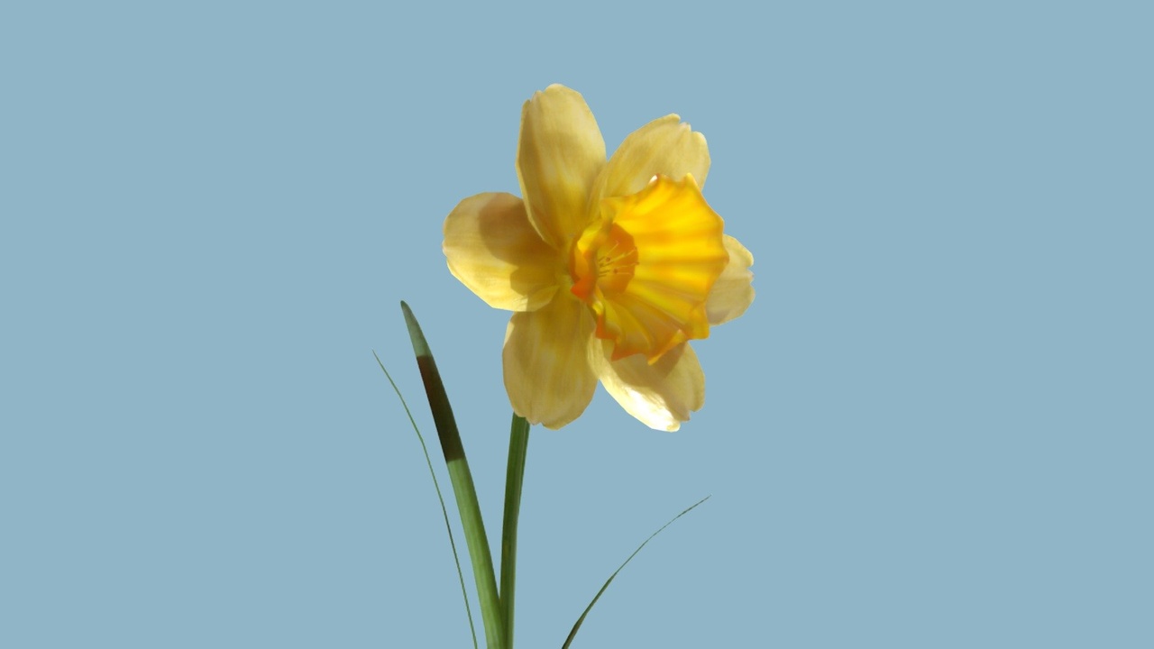 Media 1 for listing Animated blooming Jonquil