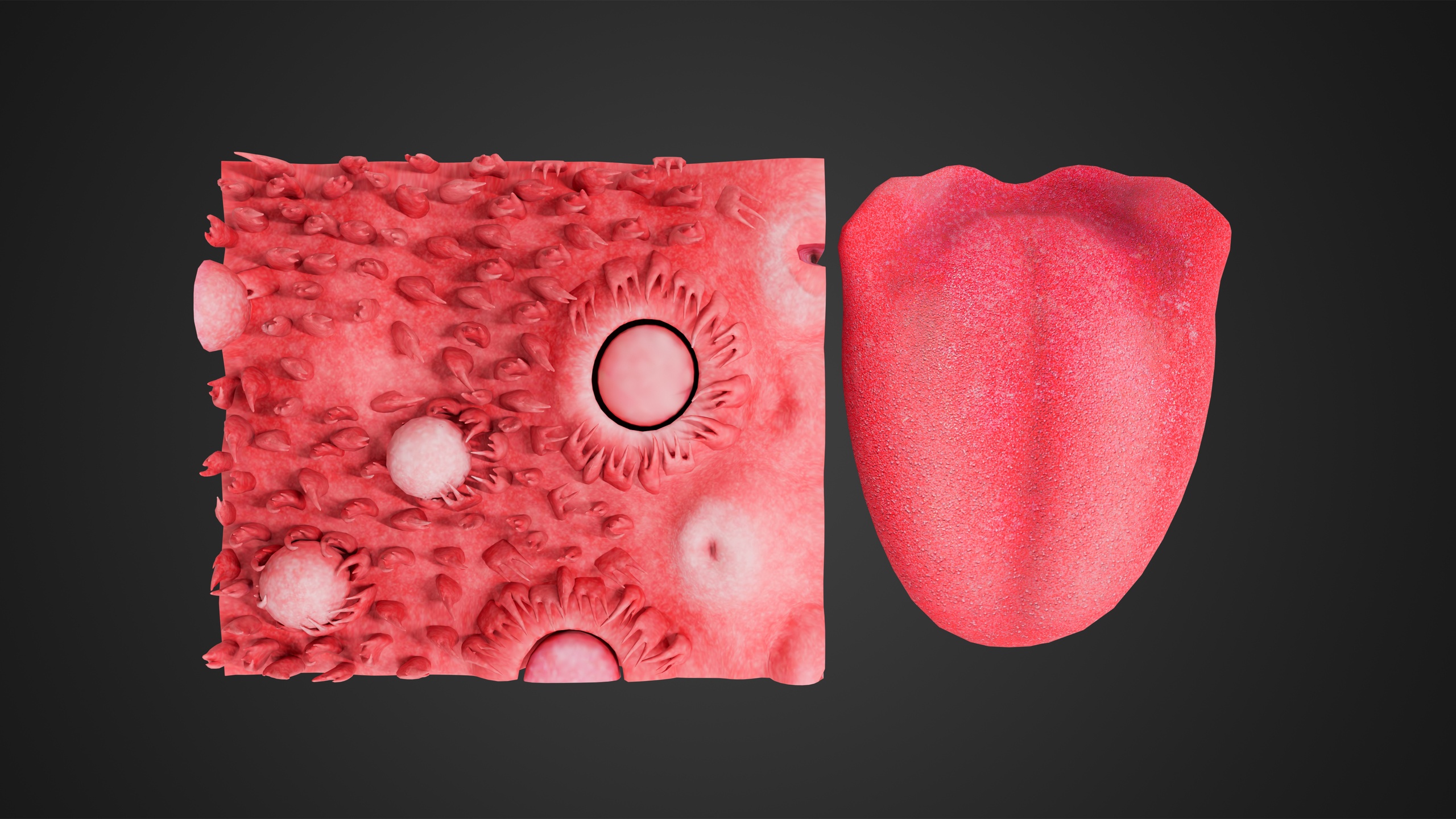 3D Anatomical Tongue with Cross-Section – Realistic Human Oral Anatomy ...