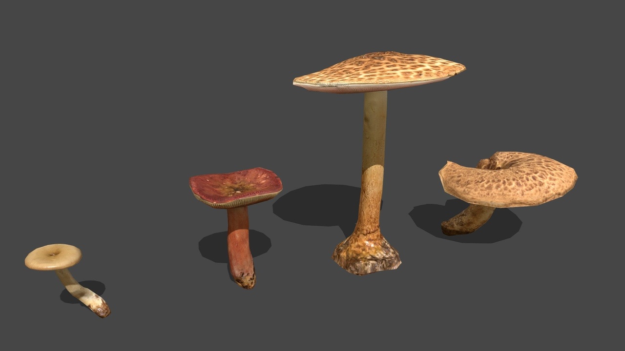 Media 1 for listing Mushroom 17_18_19_20