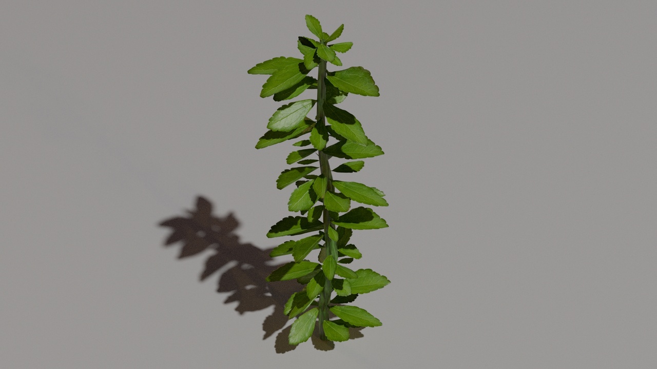 Media 1 for listing Stevia Plant Low Poly