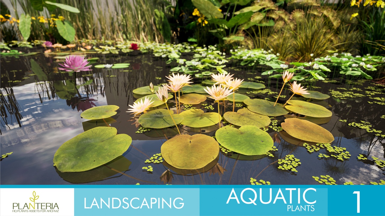 Media 1 for listing Landscaping Aquatic Plants