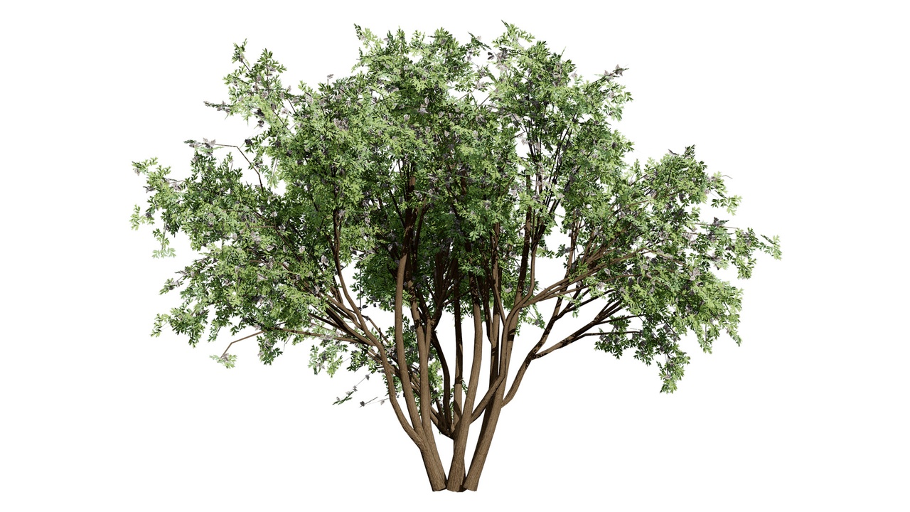 Media 1 for listing South African Camphor Bush 3D Model