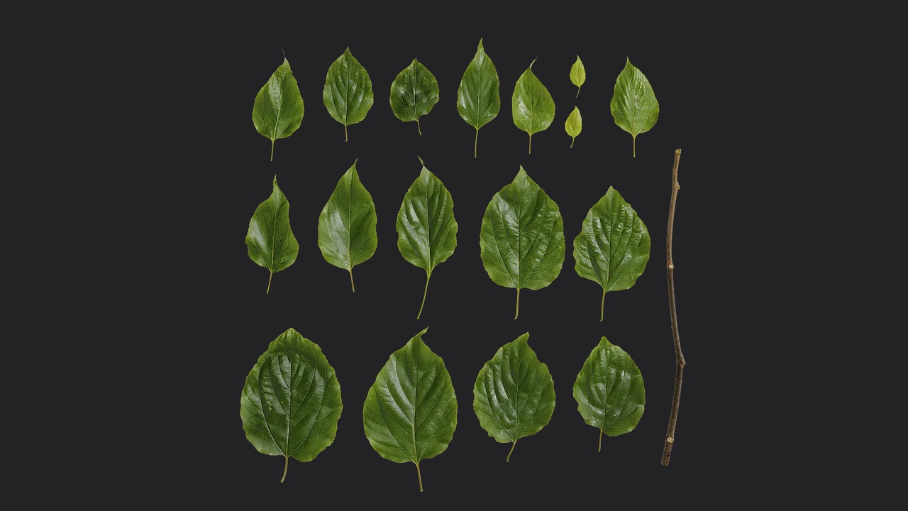 Media 1 for listing Hovenia acerba Leaf 11