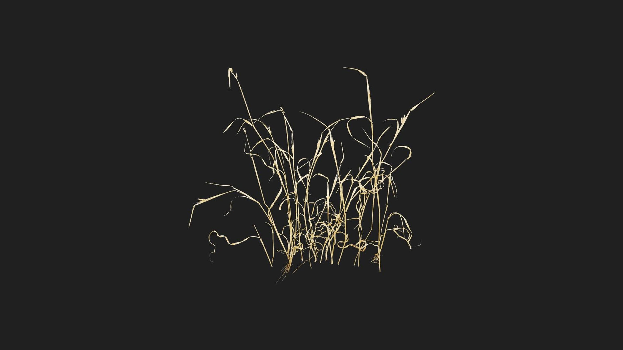 Media 1 for listing Dry Grass