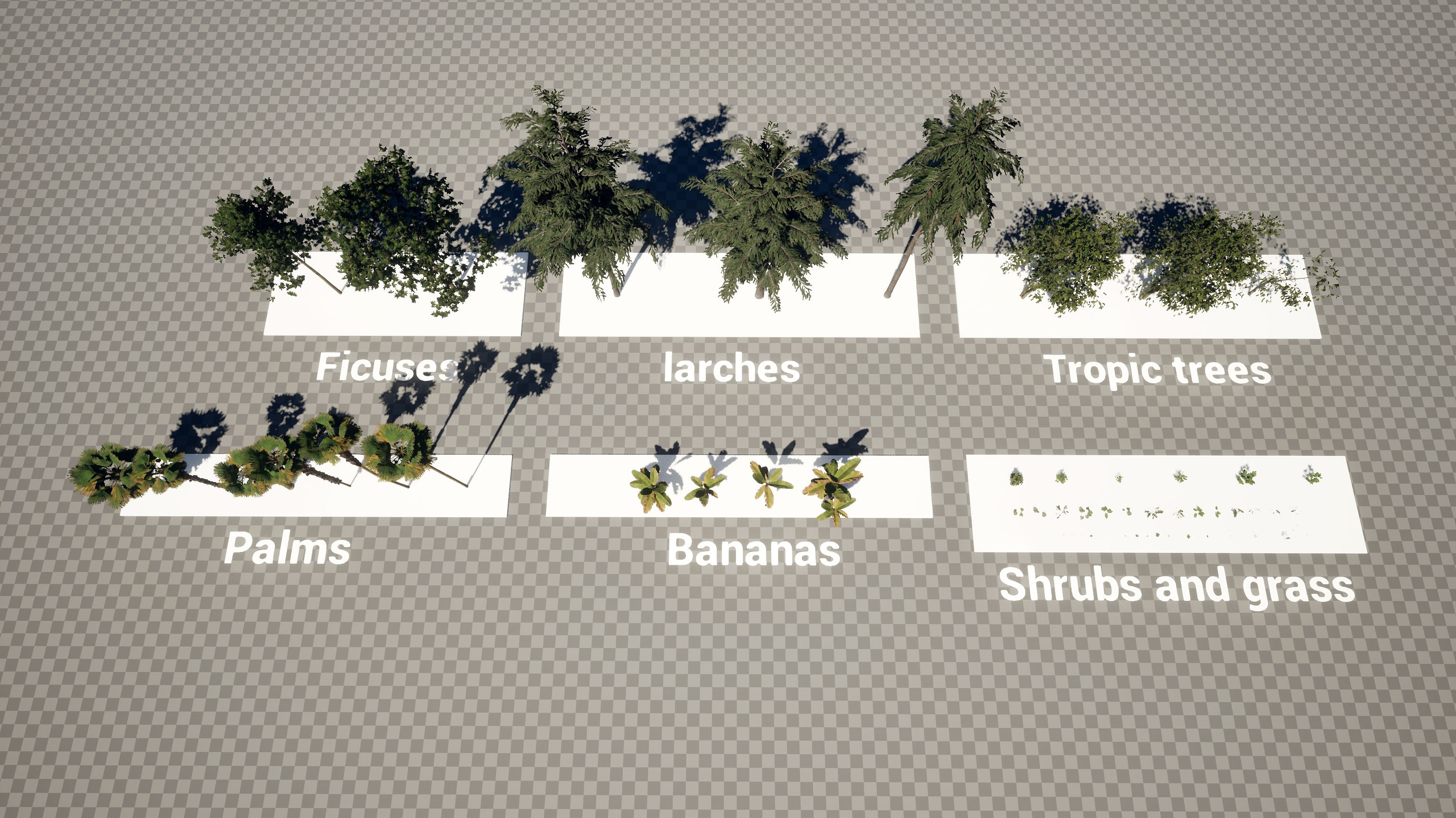 Media 1 for listing Subtropical flora