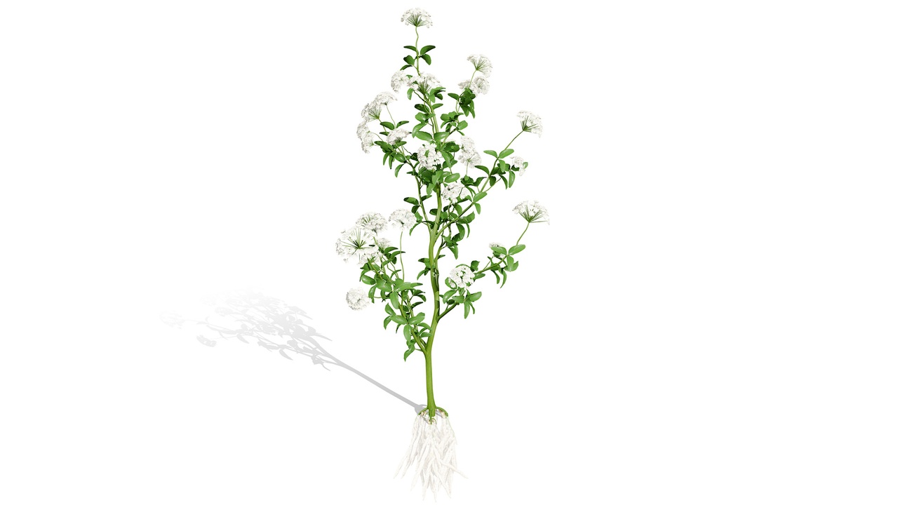 Media 1 for listing Skirret Sium sisarum vegetables