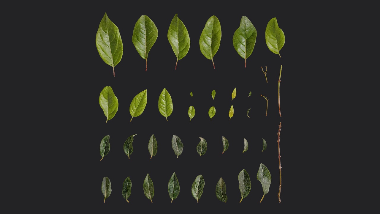 Media 1 for listing Viburnum tinus Leaf 01