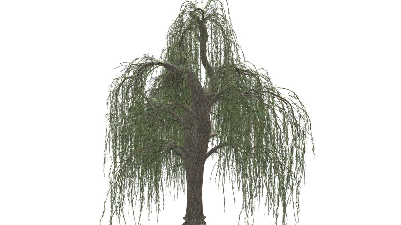 Media 1 for listing Weeping Willow Tree #01