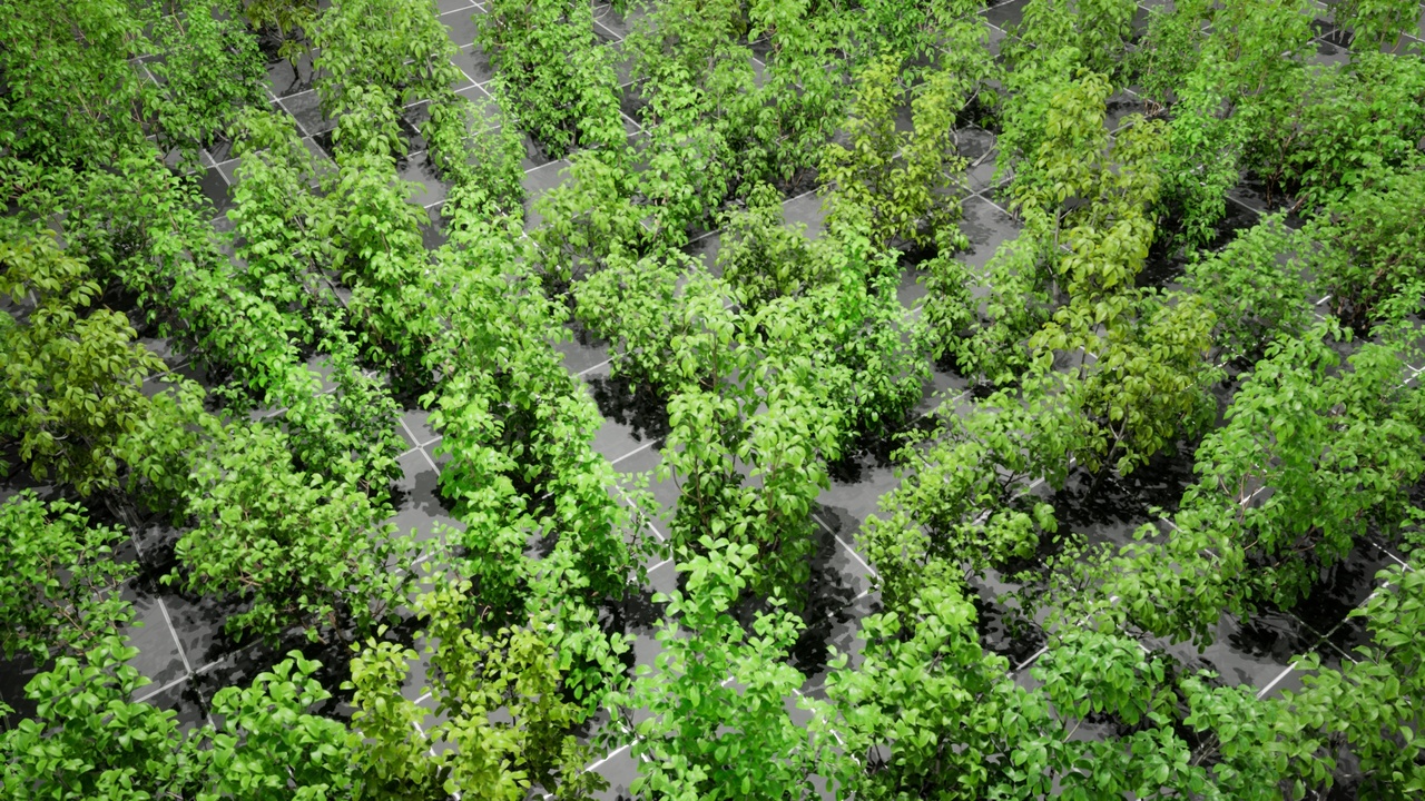 Media 1 for listing Plant - Bushes