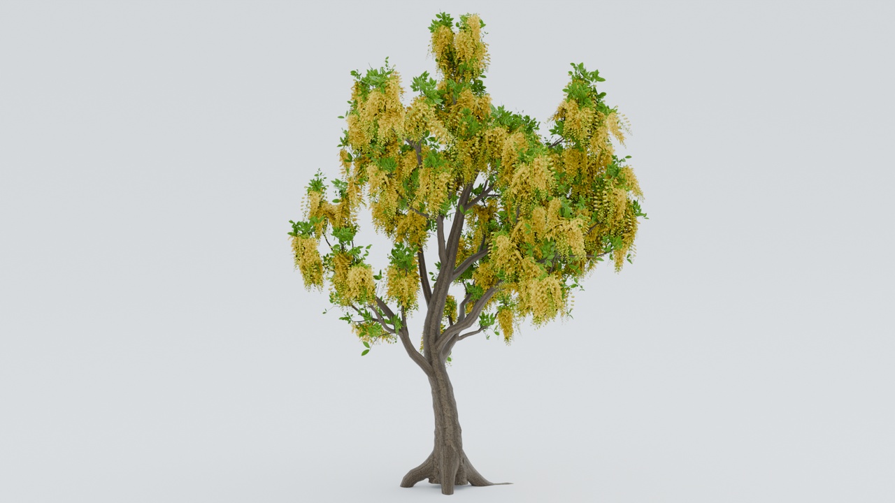Media 1 for listing Amaltas Native india Tree