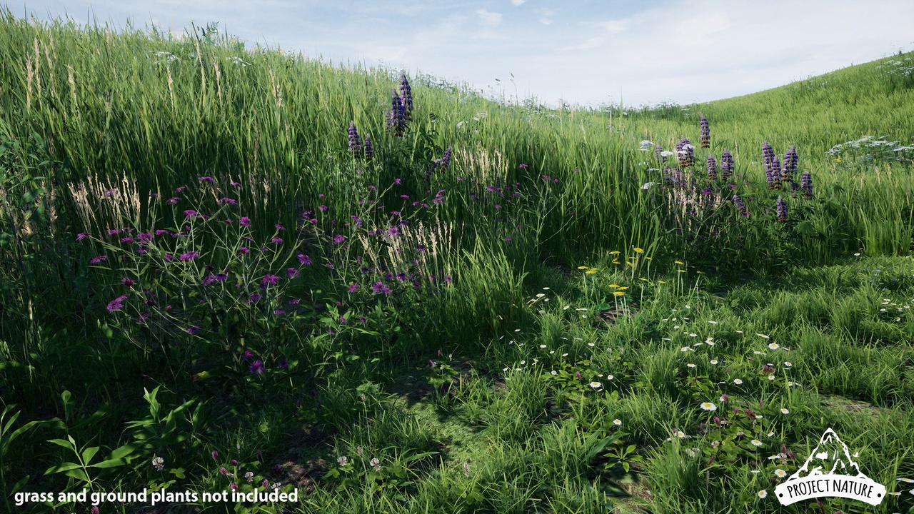 Média 1 pour l'article temperate Vegetation: Meadow Flowers