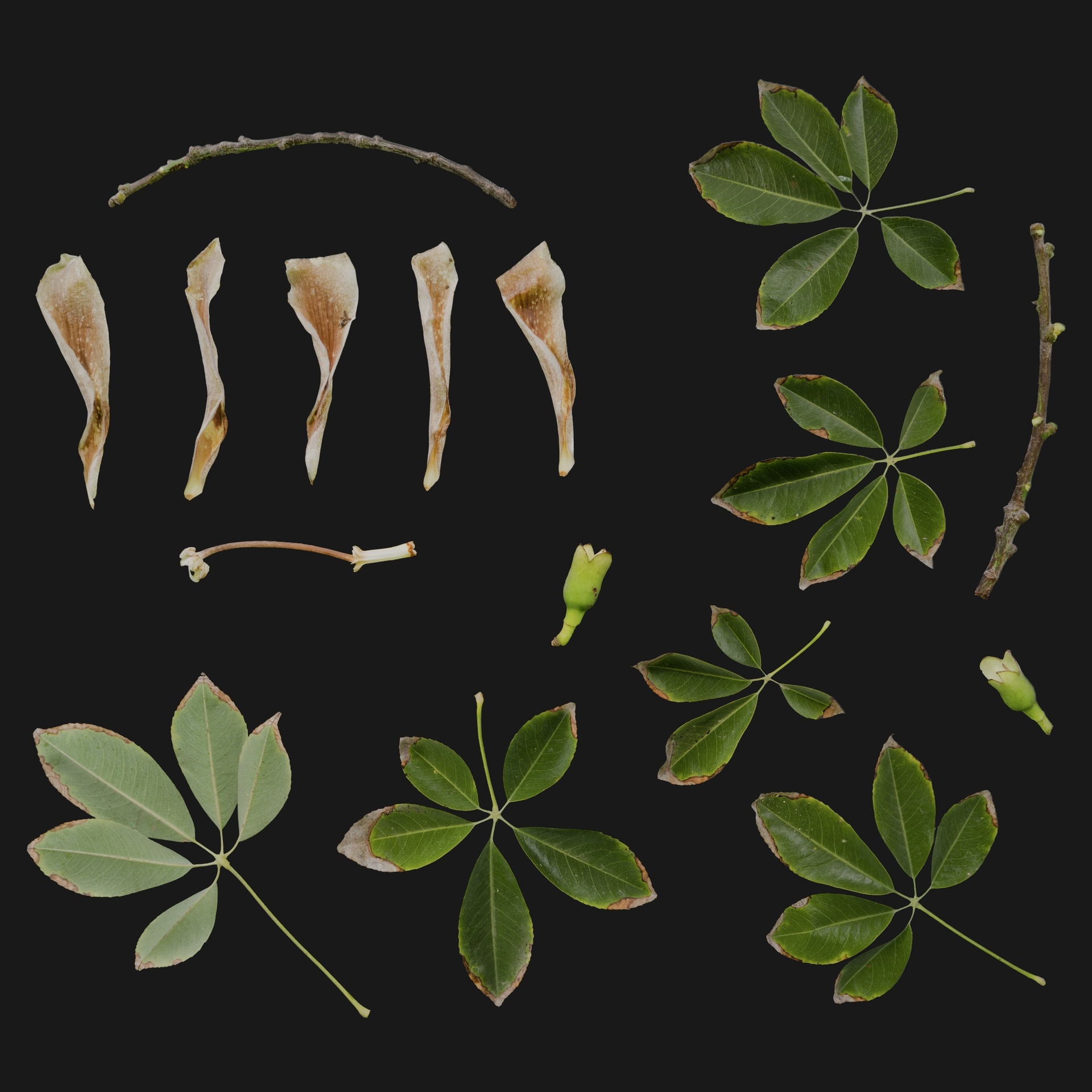 Media 1 for listing Ceiba Spinosa 09