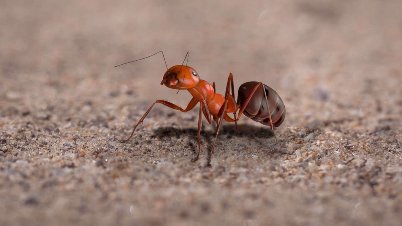 Media 1 for listing Fire ant