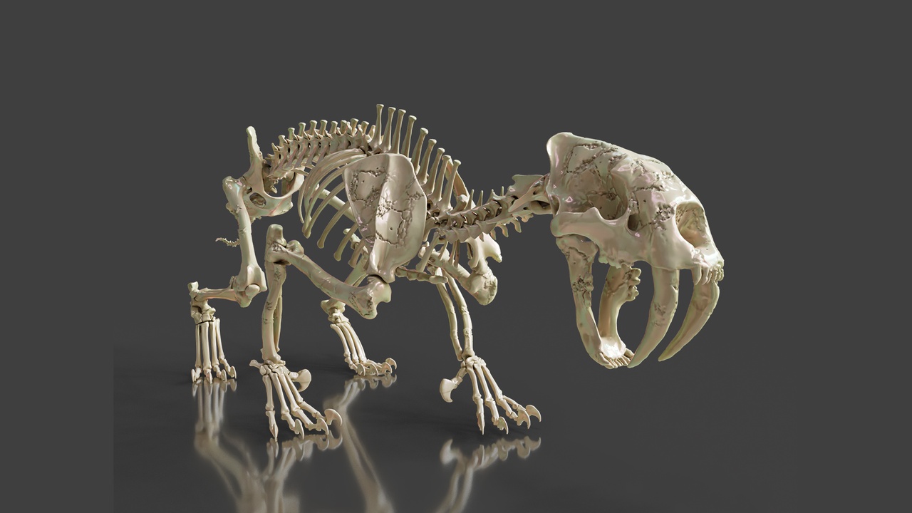 Media 1 for listing Sabertooth Cat Smilodon Skeleton