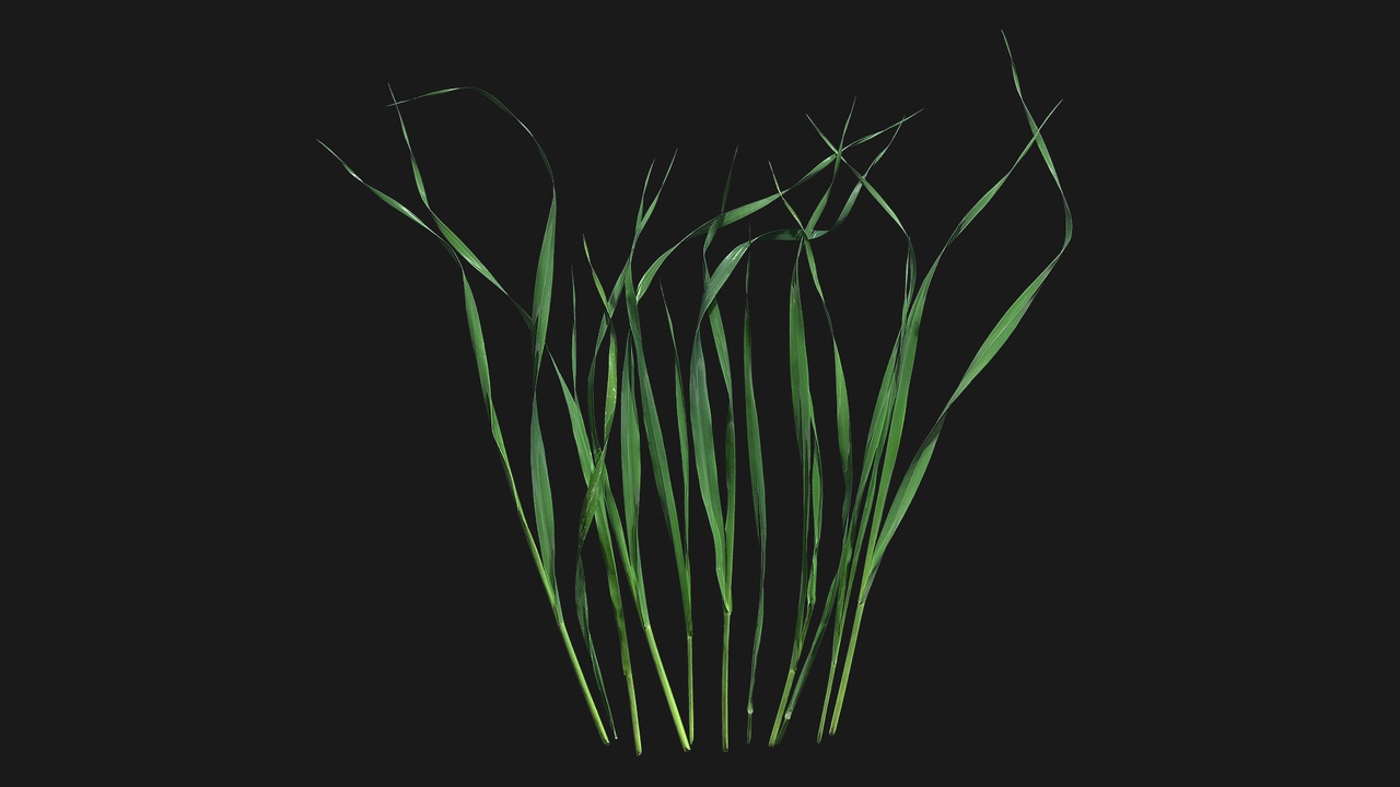 Media 1 for listing Grass (rWTaWT)