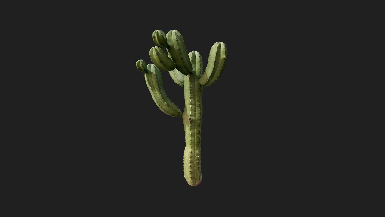 Media 1 for listing Desert American Plant Cactus Medium 14