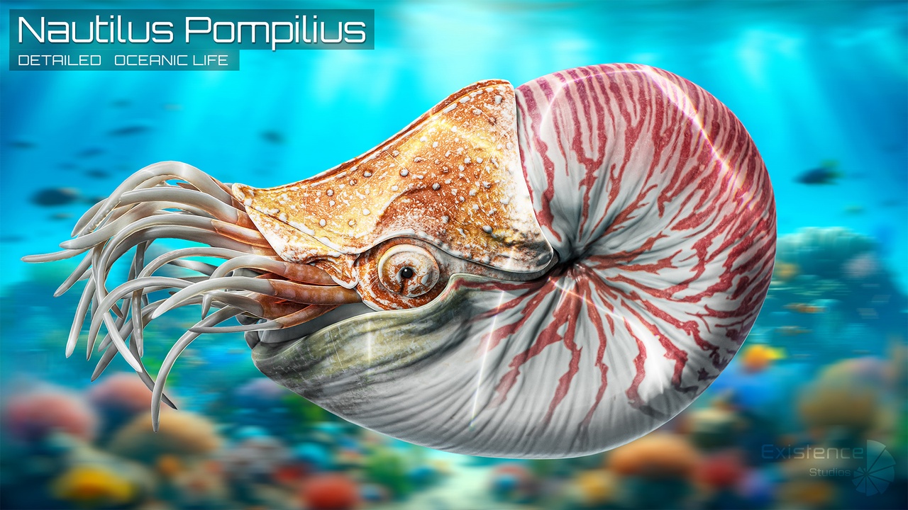 Media 1 for listing Nautilus Pompilius - Shell Mollusk - Underwater Tentacles - Low Poly Model - #44