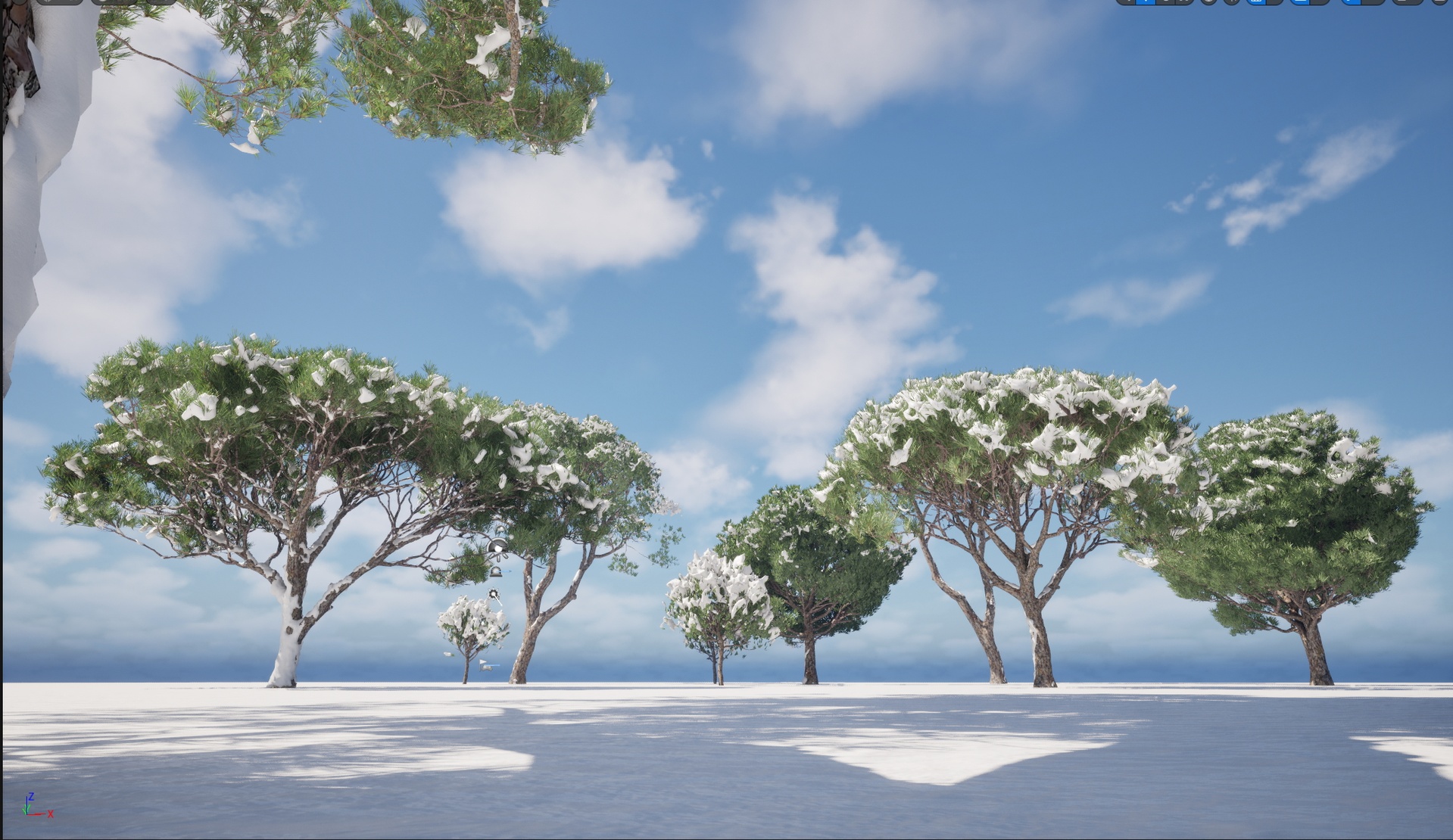Media 1 for listing Nanite - Winter Snow Pine - Pinus pinea - Stone pine.