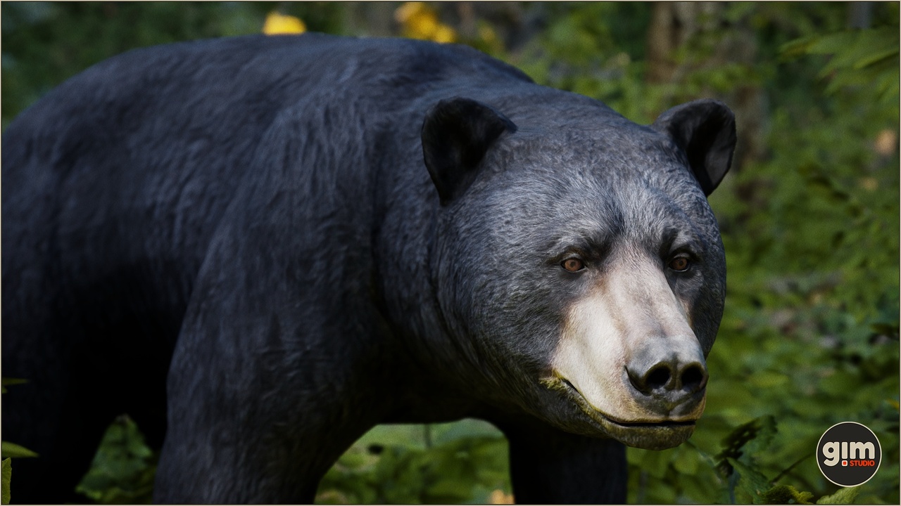 Media 1 for listing Animalia - Black Bear (male)