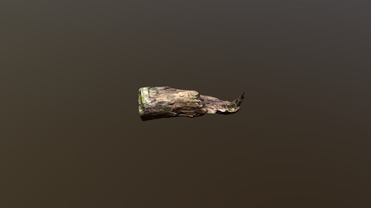 Media 1 for listing Mossy tree roots