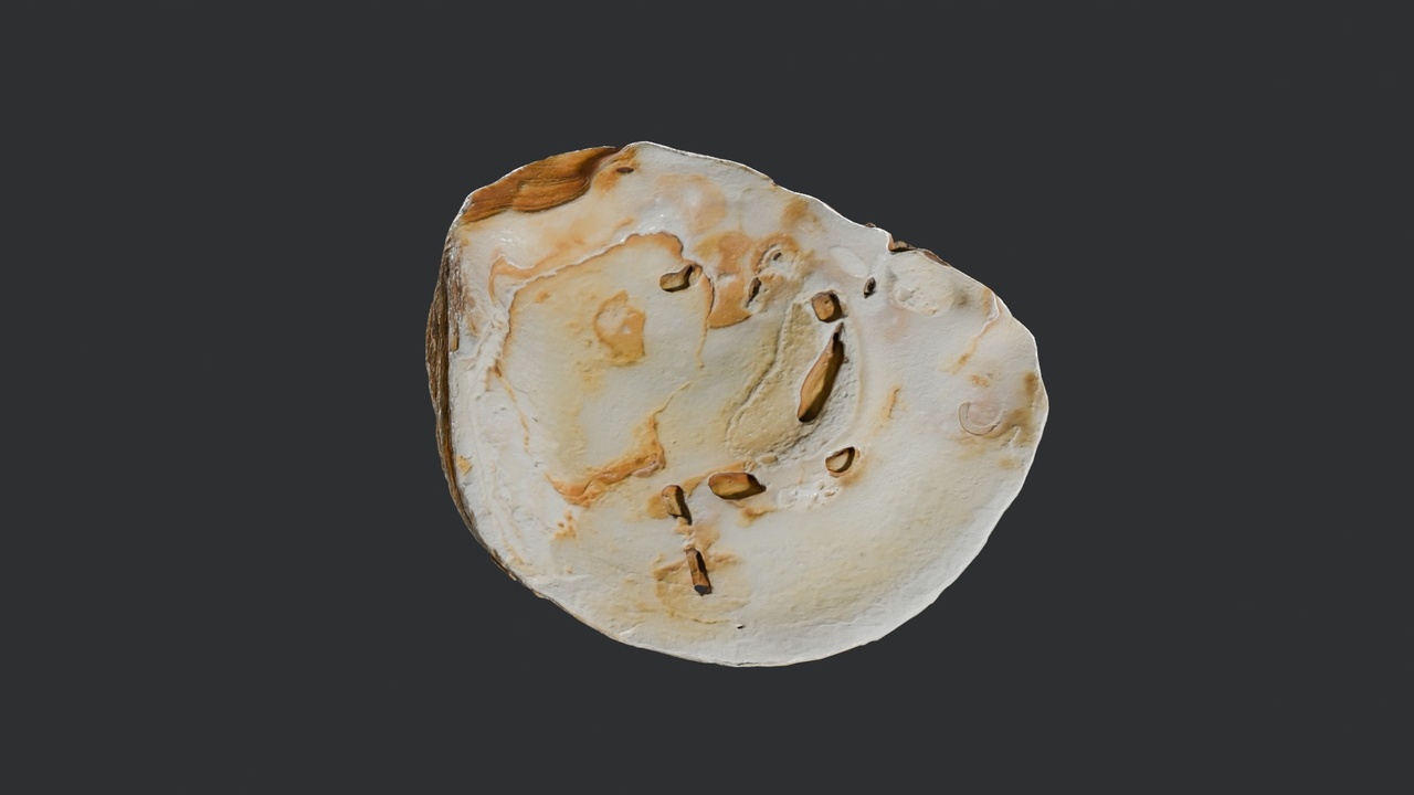 Shell | Fab