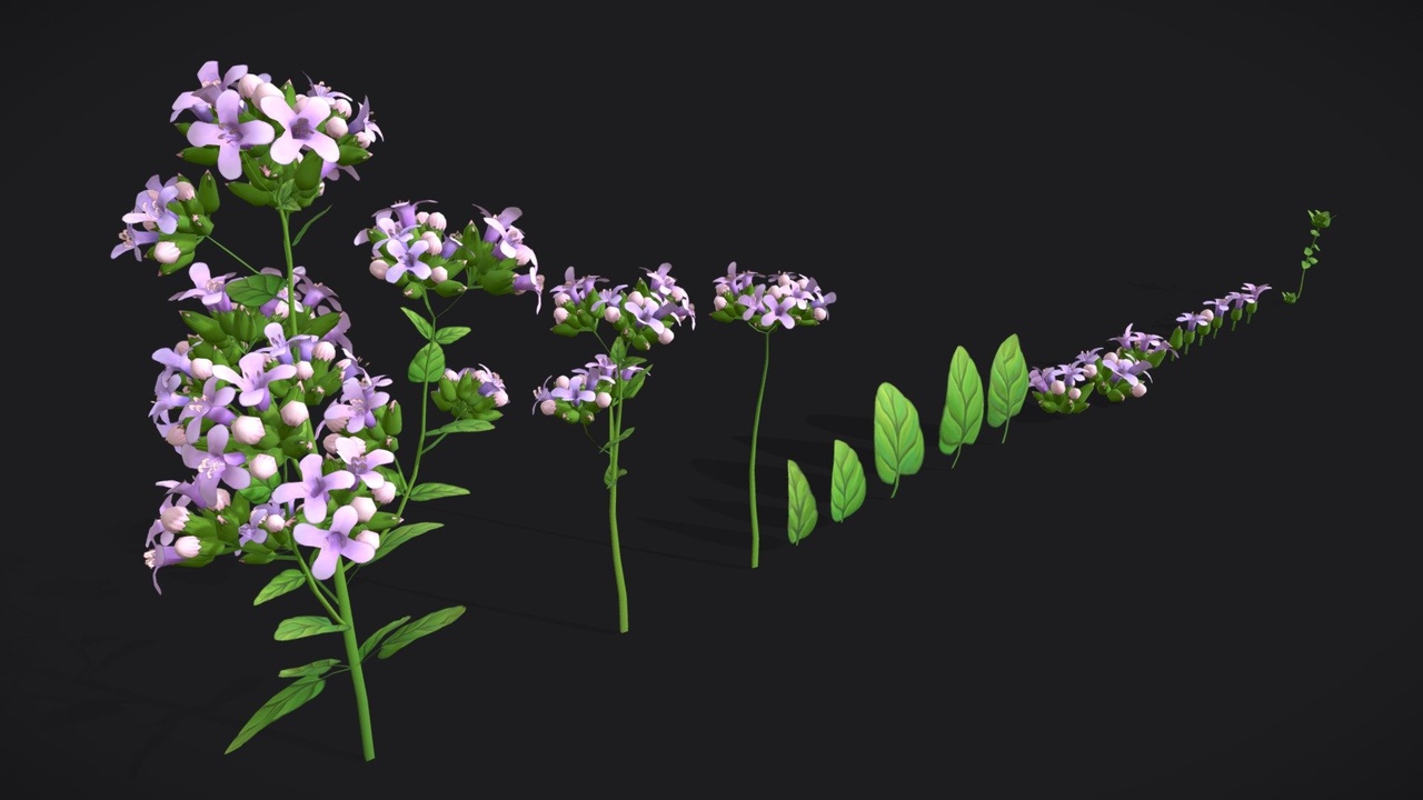 Media 1 for listing Marjoram stylized plant